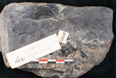 Foto (Detailansicht) von Casuarinites cretaceus Ettingshausen (NHMW-GEO-2024-0188-10237)